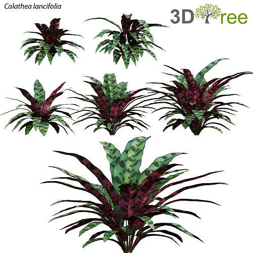 Calathea lancifolia 3D model