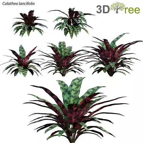 Calathea lancifolia