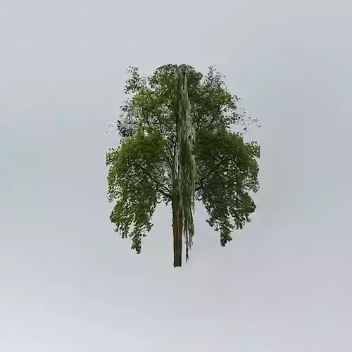 Low Poly Tree willow