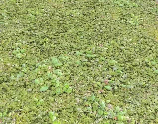 Forest ground PBR Pack  4