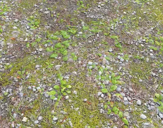 Forest ground PBR  Pack 5