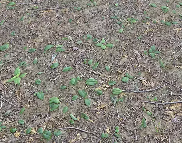 Forest ground PBR Pack 7