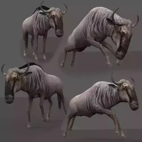 Wildebeest PRO Low-poly 3D model