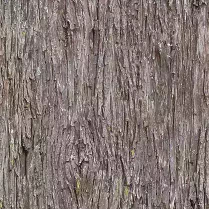cement bark of tree