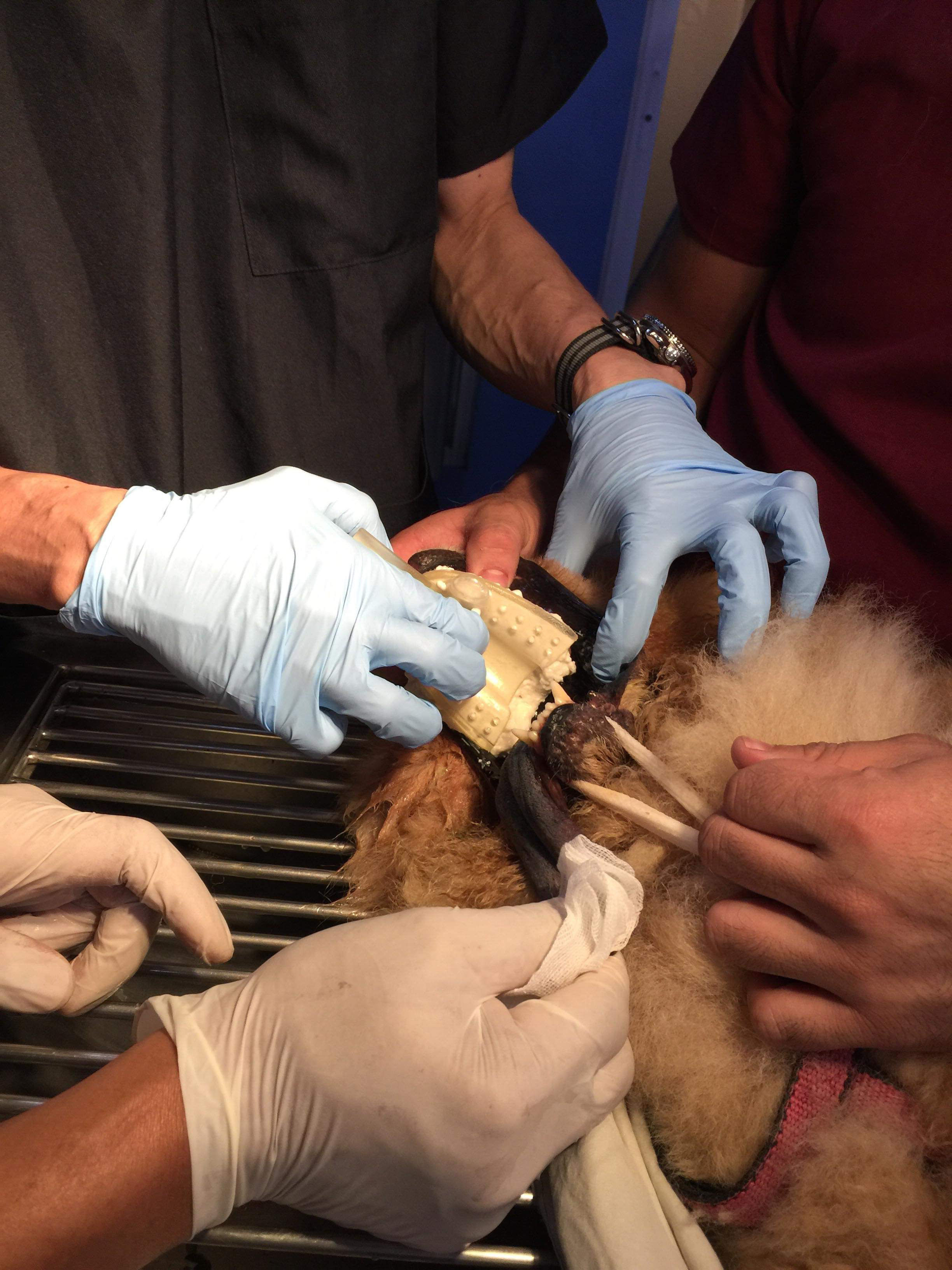 Dental Impression Tray For Dogs Lower arch 3D print model 3D print model_5