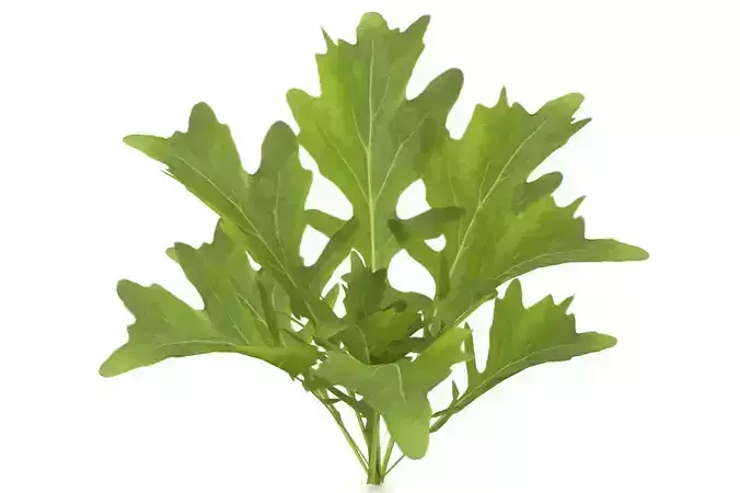 Arugula 3D model