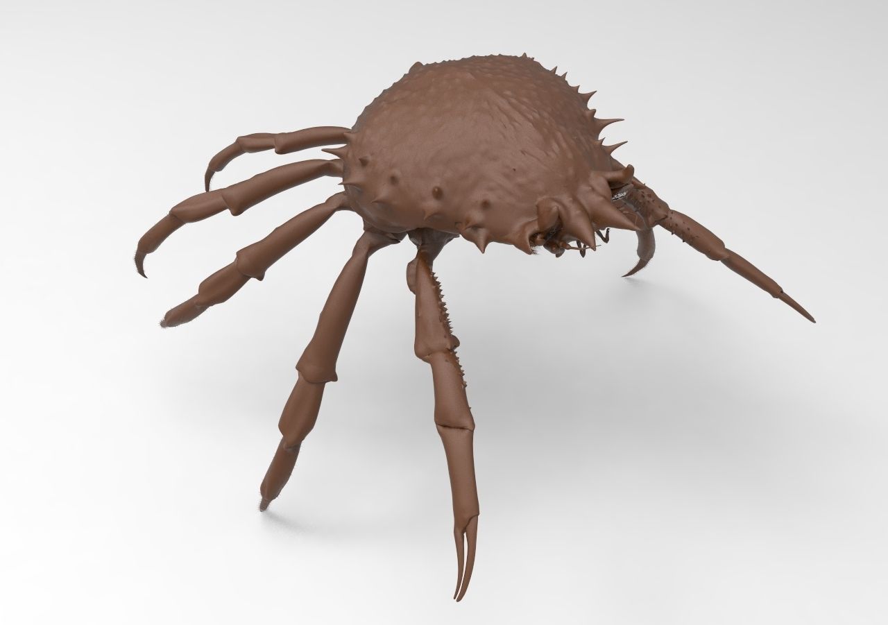 crab mod1 3D print model_4