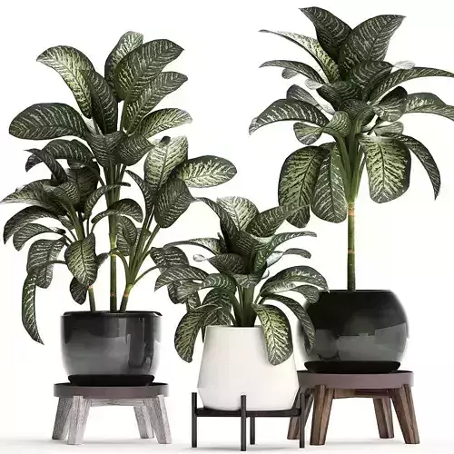Dieffenbachia in a pot 452 3D model