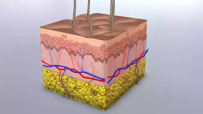 Skin Cross-section 3D model