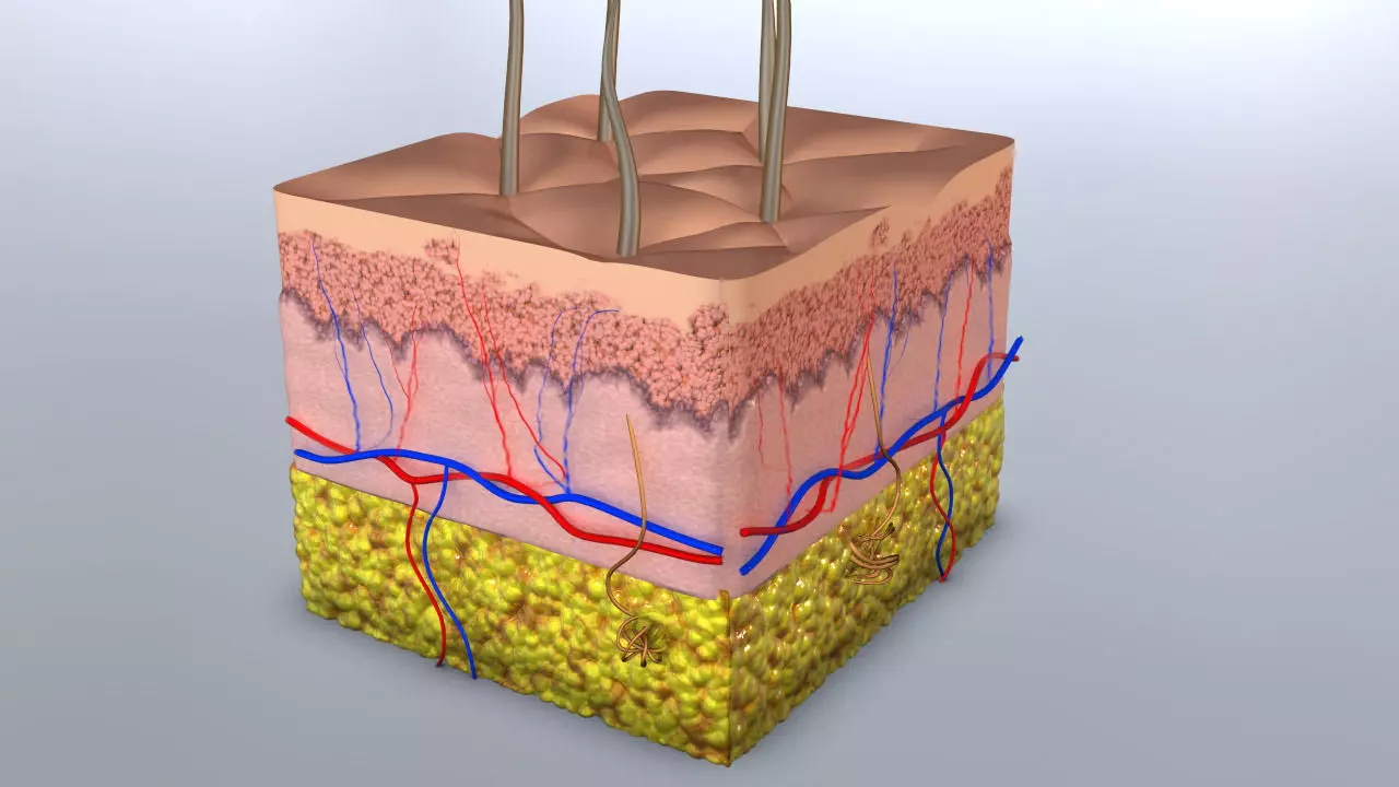 Skin Cross-section 3D model_0