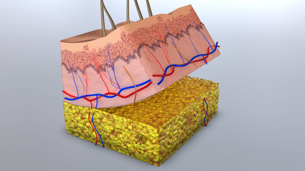 Skin Cross-section 3D model_1