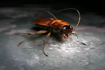 Cockroach beetle on table 3D model