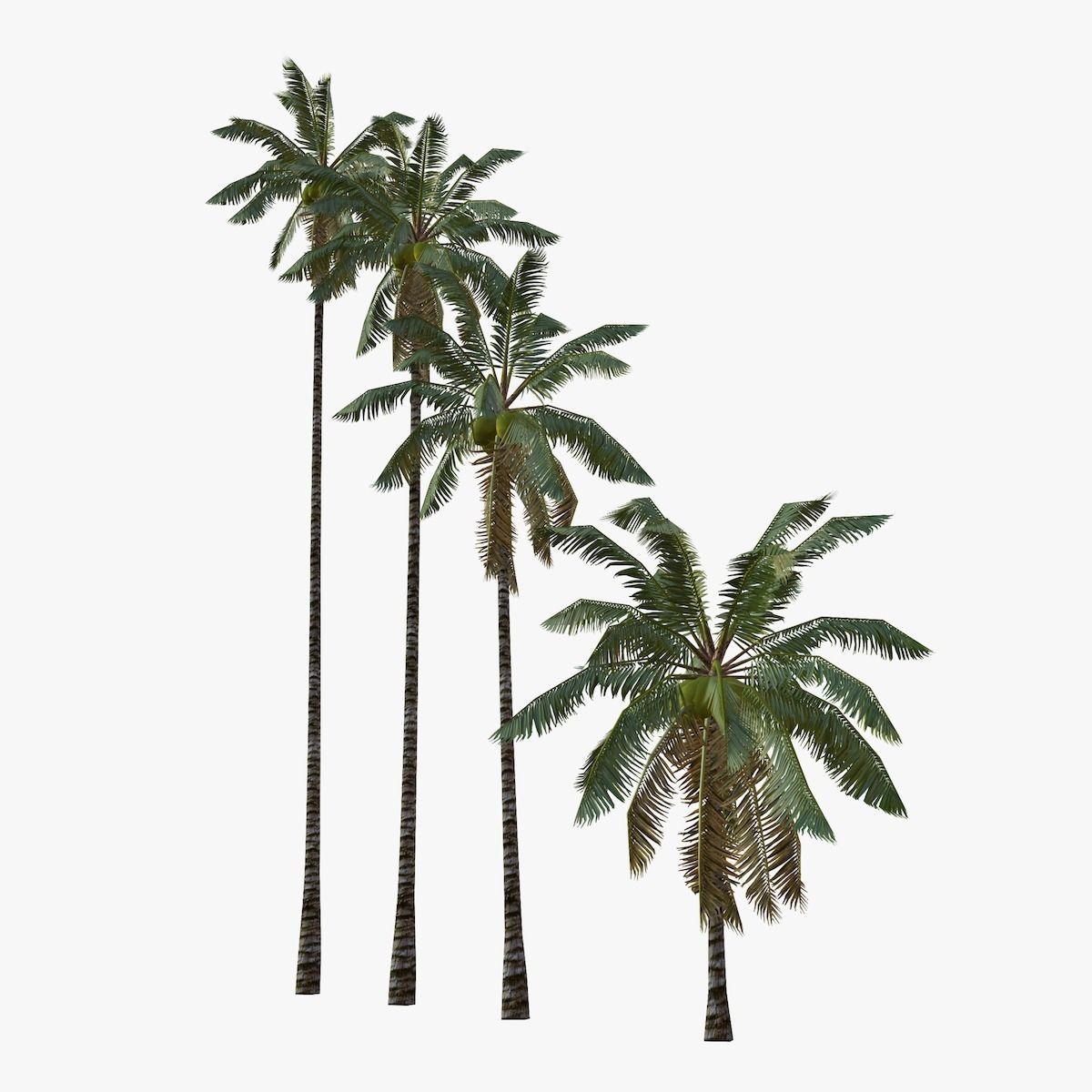 Coconut palm tree 01 - Low Poly Low-poly 3D model_2