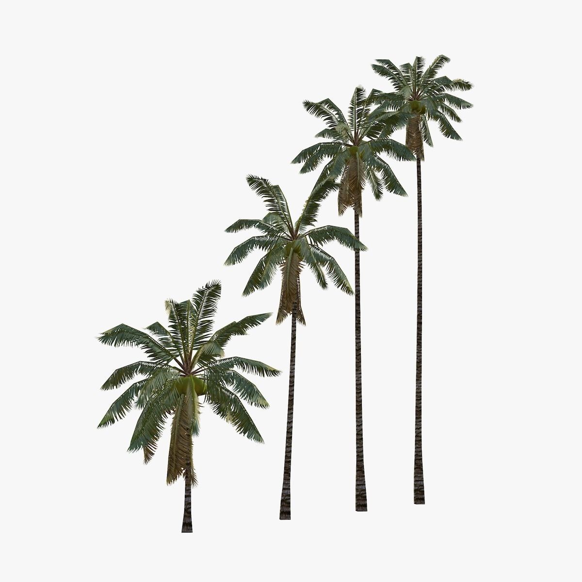 Coconut palm tree 01 - Low Poly Low-poly 3D model_1