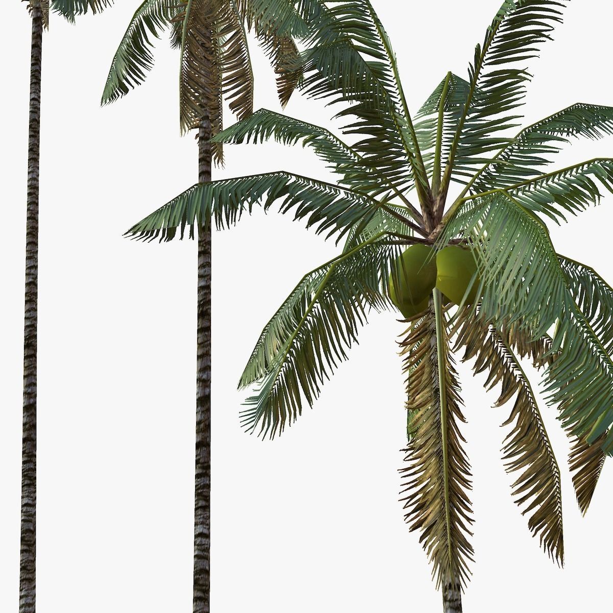 Coconut palm tree 01 - Low Poly Low-poly 3D model_4