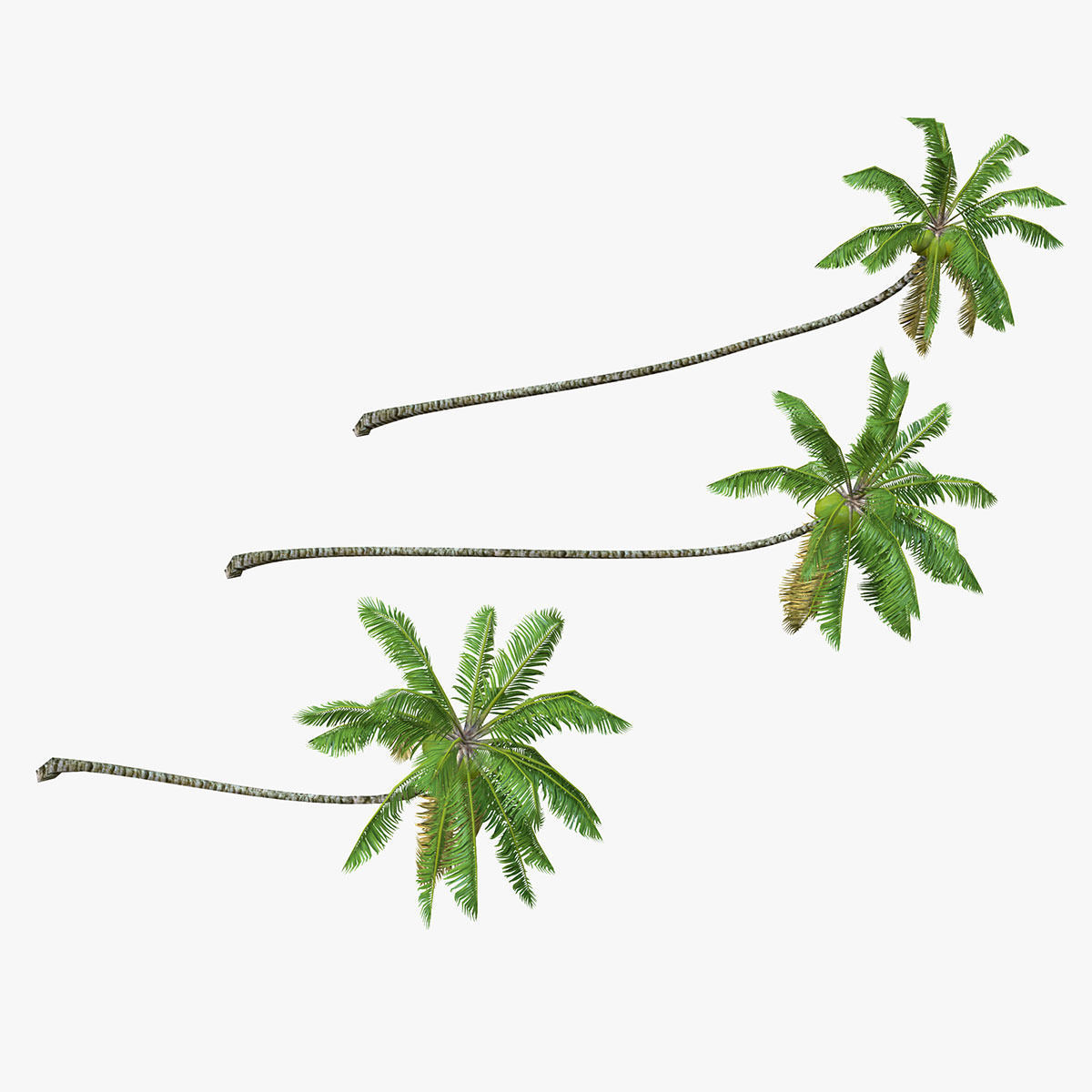Coconut palm tree 02 - Low Poly Low-poly 3D model_1