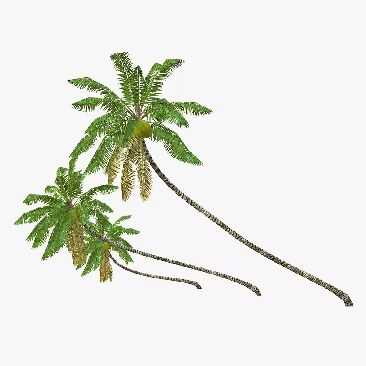 Coconut palm tree 02 - Low Poly Low-poly 3D model_0