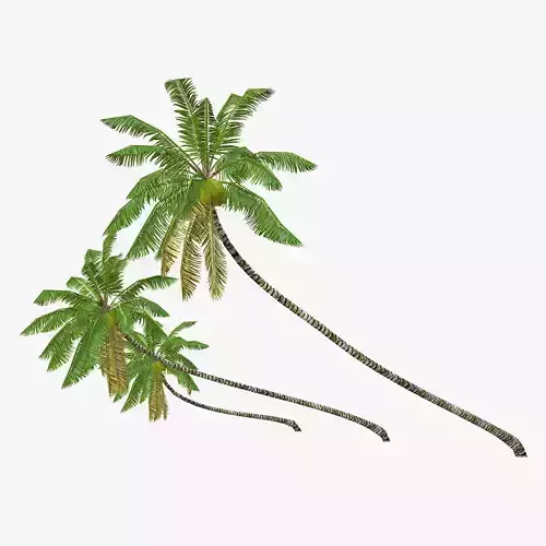 Coconut palm tree 02 - Low Poly Low-poly 3D model