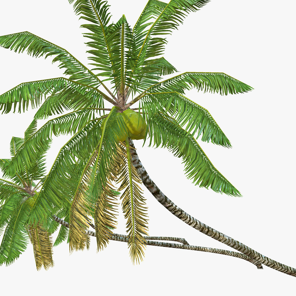 Coconut palm tree 02 - Low Poly Low-poly 3D model_5