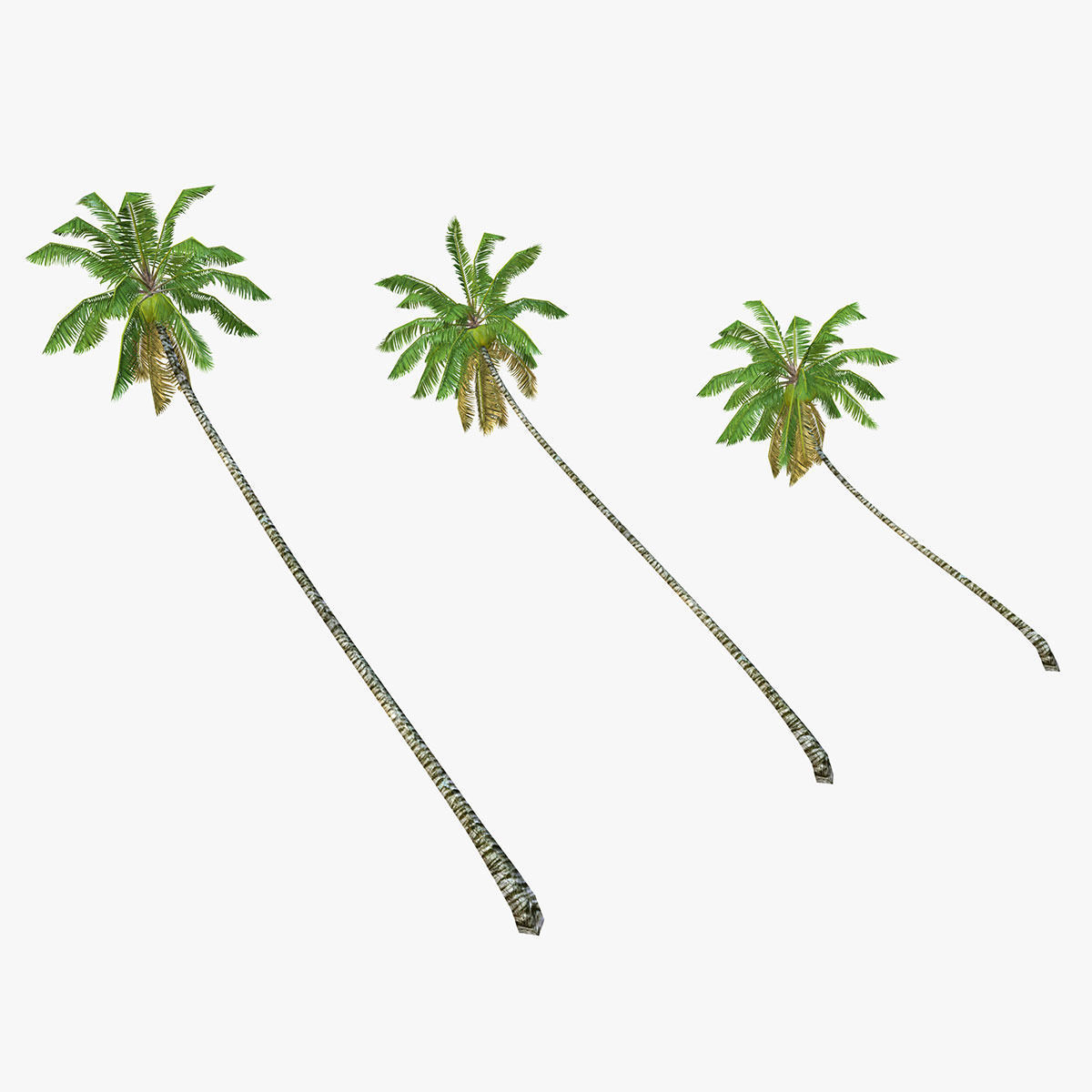 Coconut palm tree 02 - Low Poly Low-poly 3D model_2