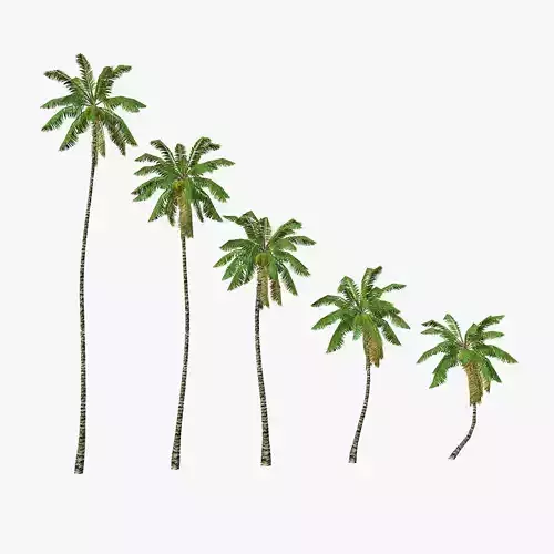 Coconut palm tree 03 - Low Poly Low-poly 3D model