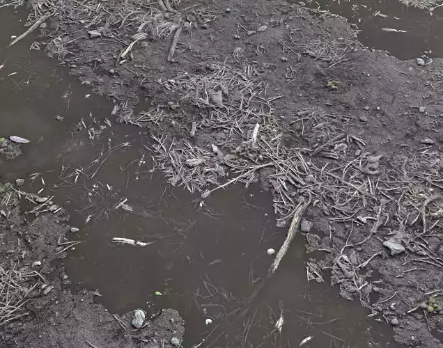 Forest dirt ground PBR Pack 6 Texture