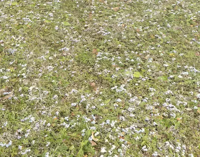 Forest ground PBR Pack 9