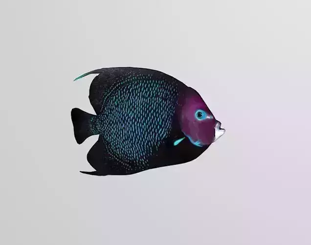 coral fish Free low-poly 3D model