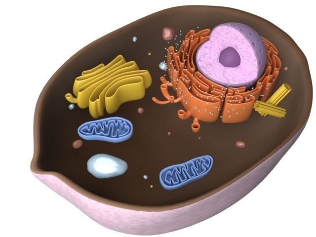 Animal Cell Low-poly 3D model_7