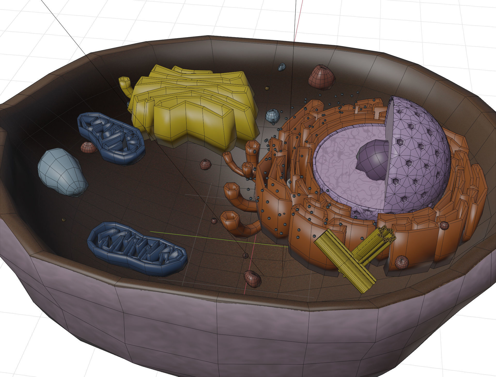 Animal Cell Low-poly 3D model_4