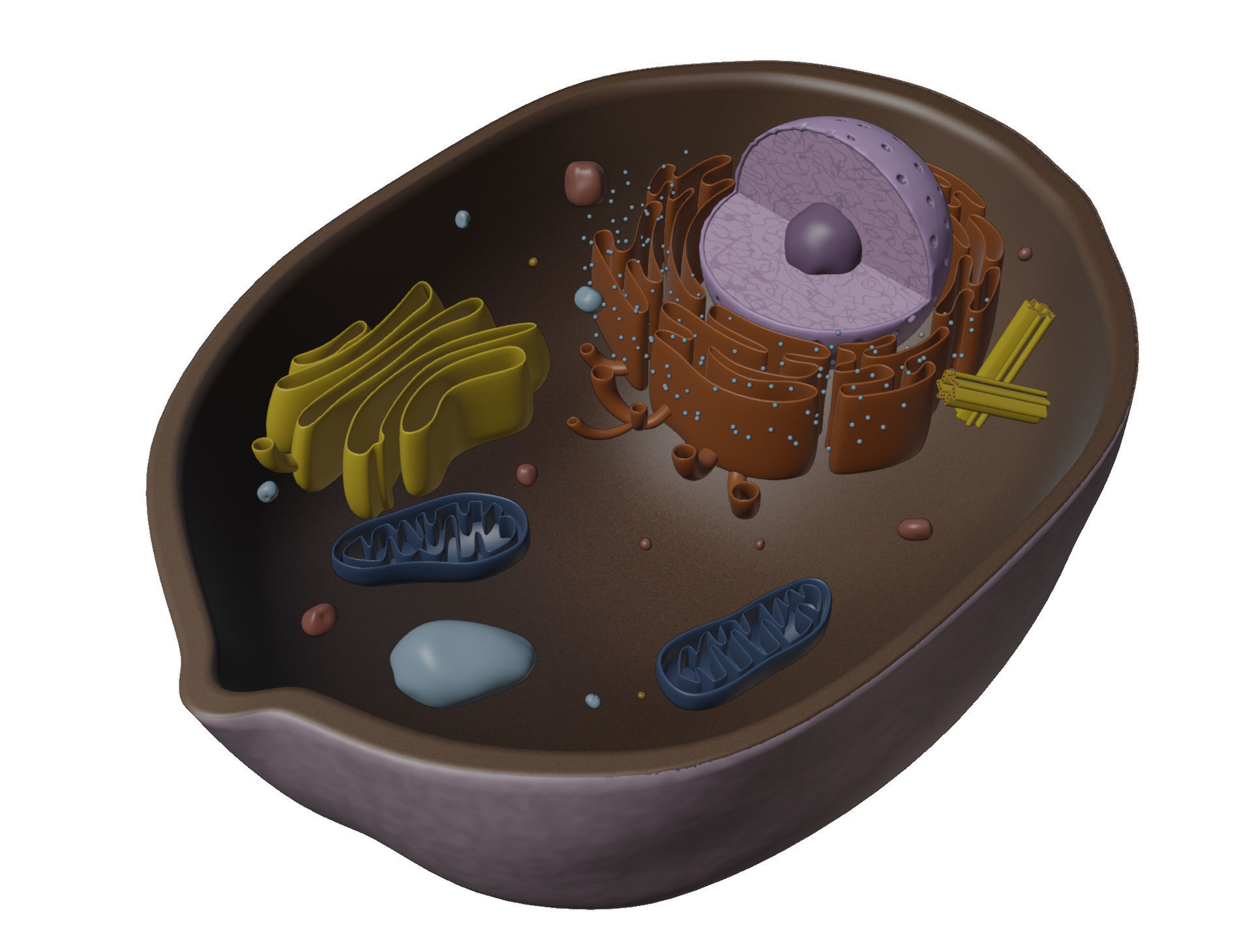 Animal Cell Low-poly 3D model_2