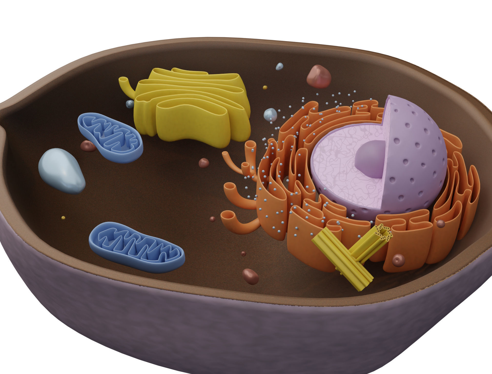 Animal Cell Low-poly 3D model_3