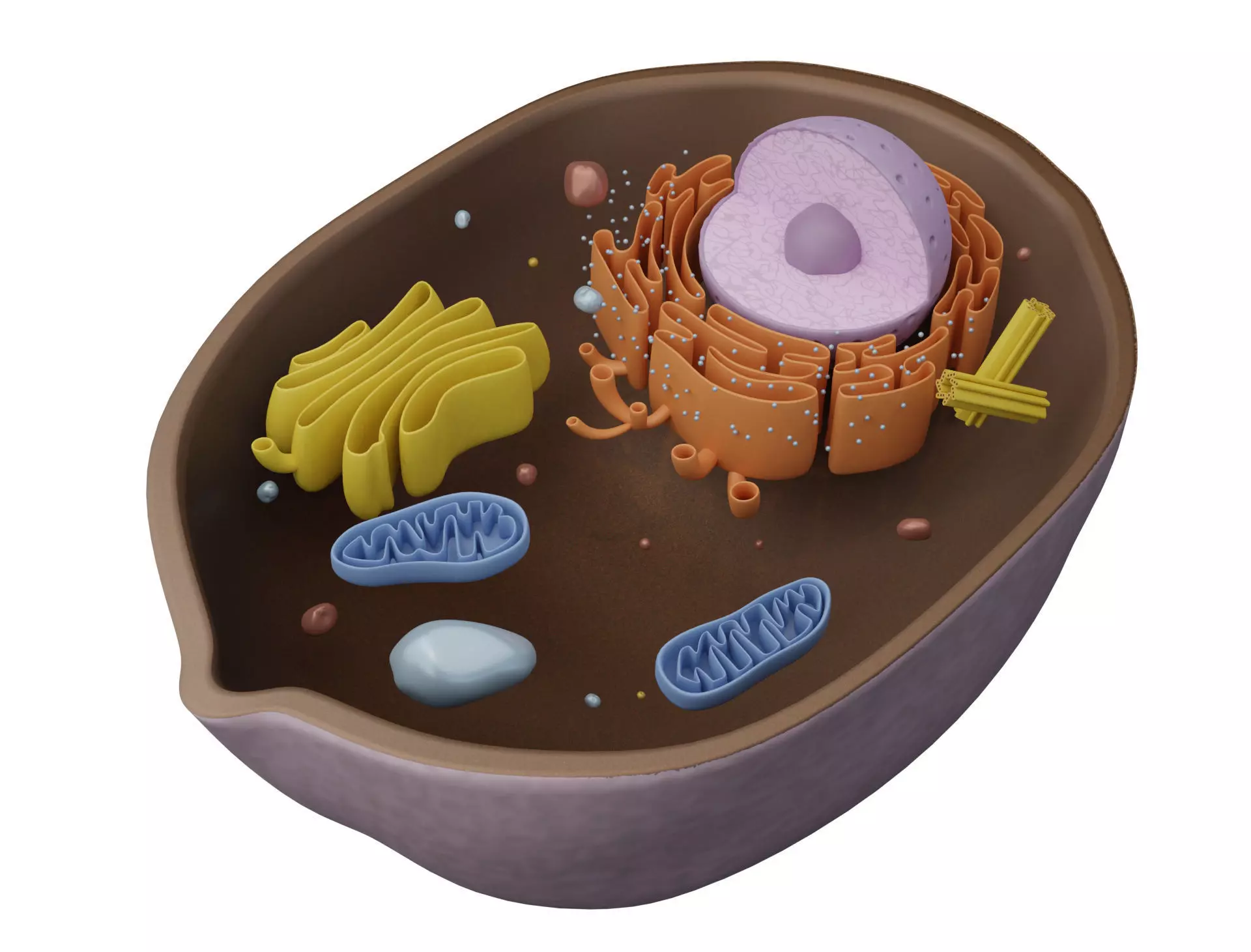 Animal Cell Low-poly 3D model_0