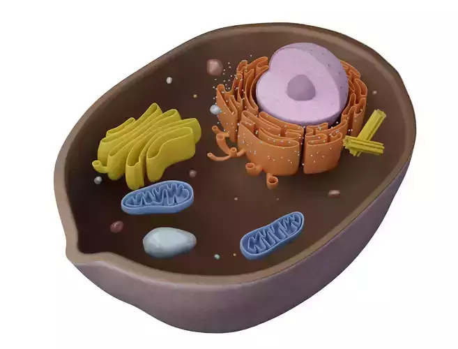 Animal Cell Low-poly 3D model