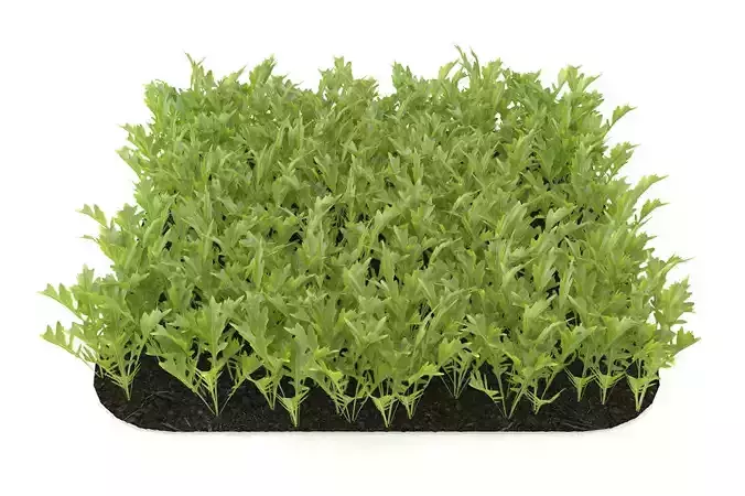 Arugula garden bed 3D model