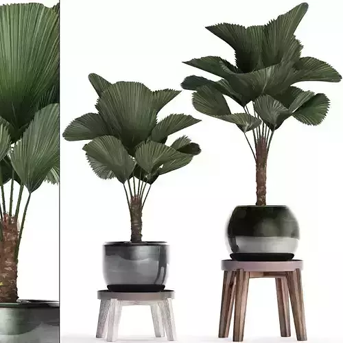 Licuala palm in a pot 453 3D model
