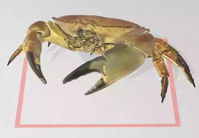 Real life Crab 3D print model