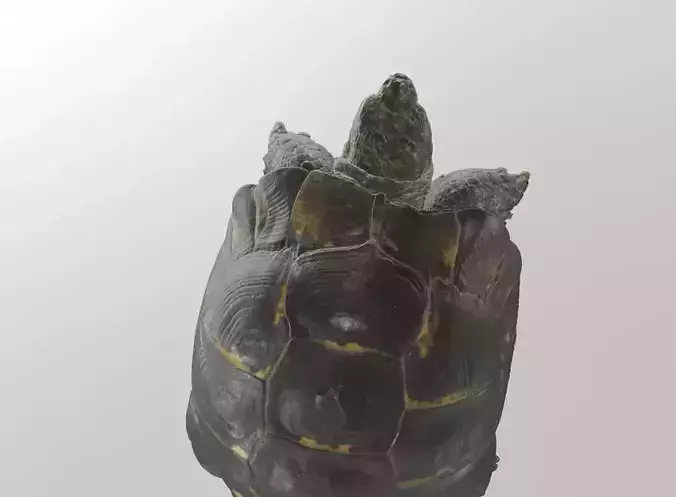 Tortois turtle