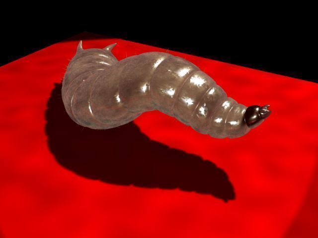 Maggot Rigged 3D model_3