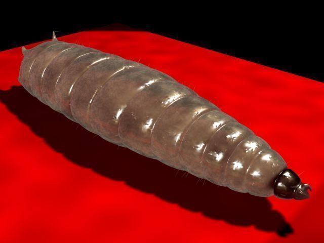 Maggot Rigged 3D model_1
