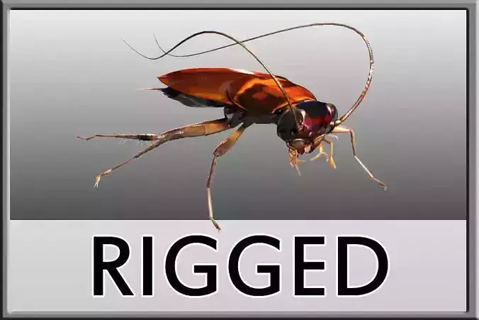 Cockroach Rigged 3D model