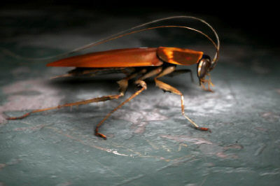 Cockroach Rigged 3D model_3