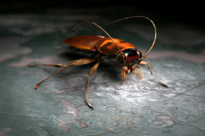 Cockroach Rigged 3D model_1