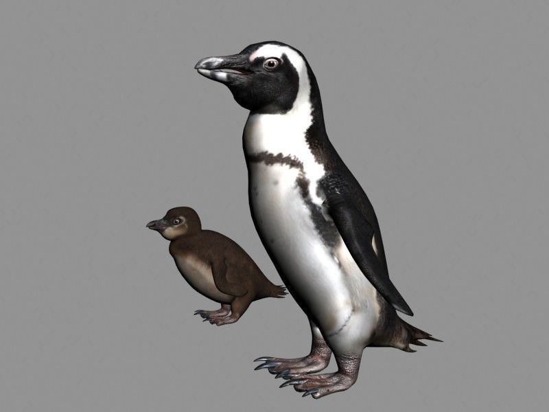 Penguins Rigged Low-poly 3D model_4