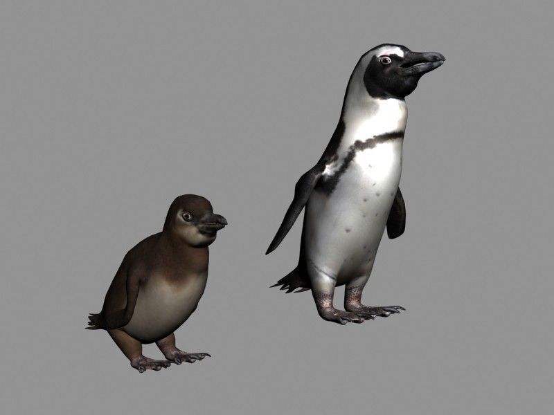 Penguins Rigged Low-poly 3D model_1