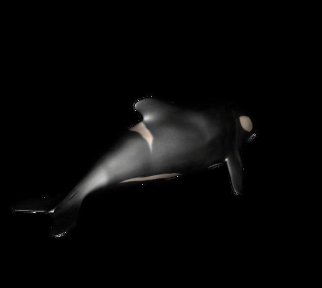 BIG ANIMAL PACK 3D model_14