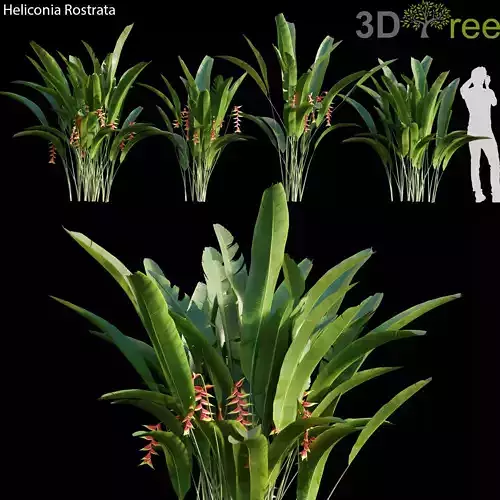 Heliconia Rostrata 01 Low-poly 3D model