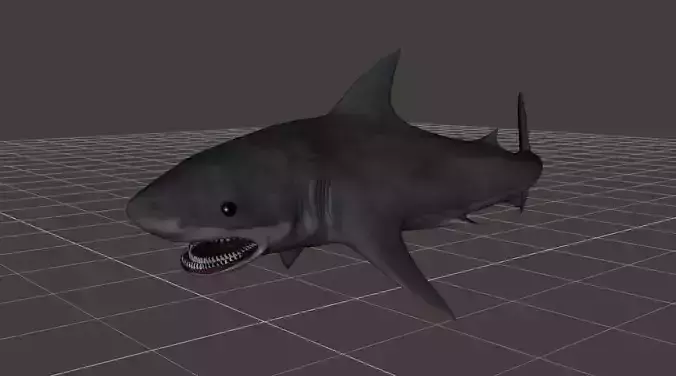 Great White Shark rigged 1 3D model