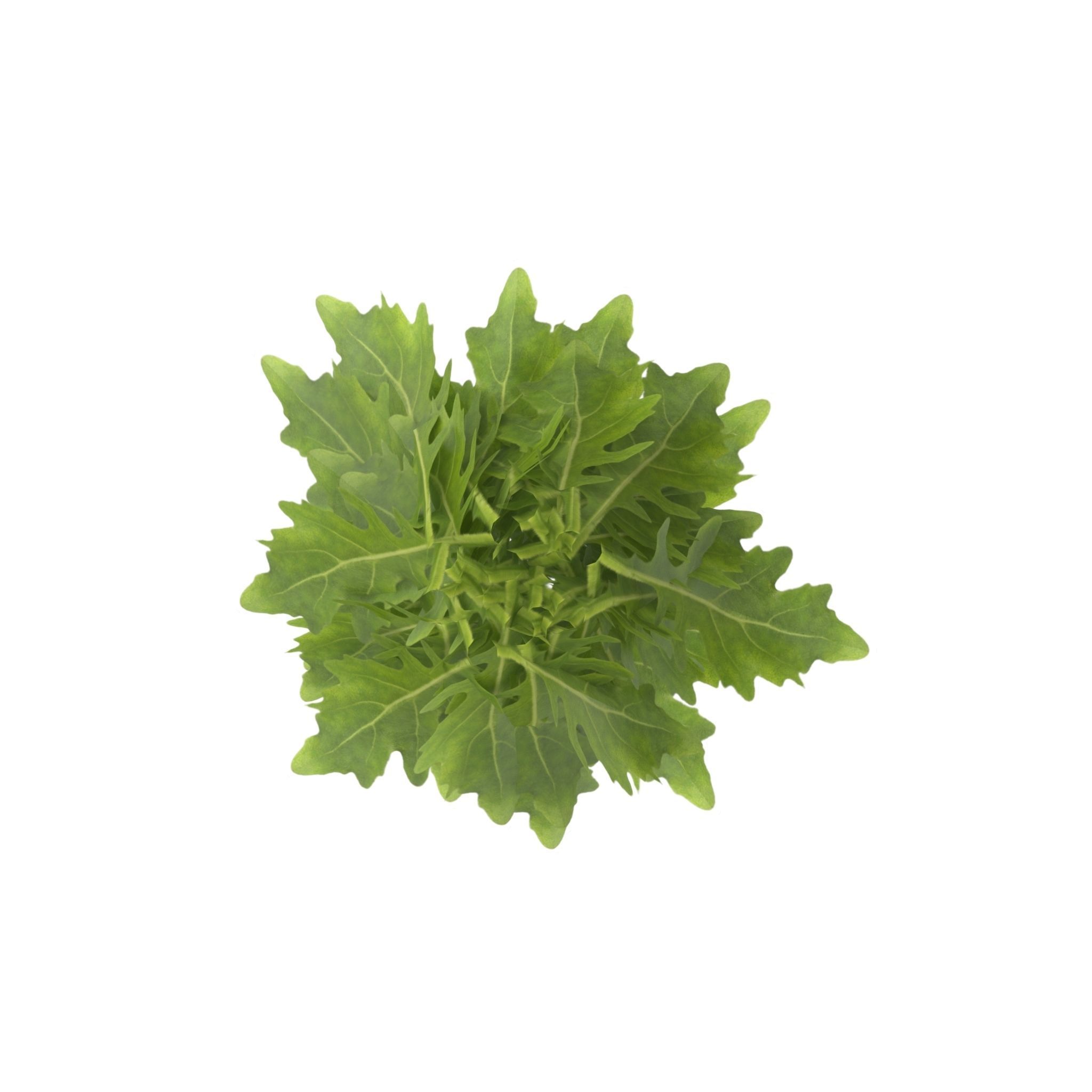 Arugula Bunch 3D model_9