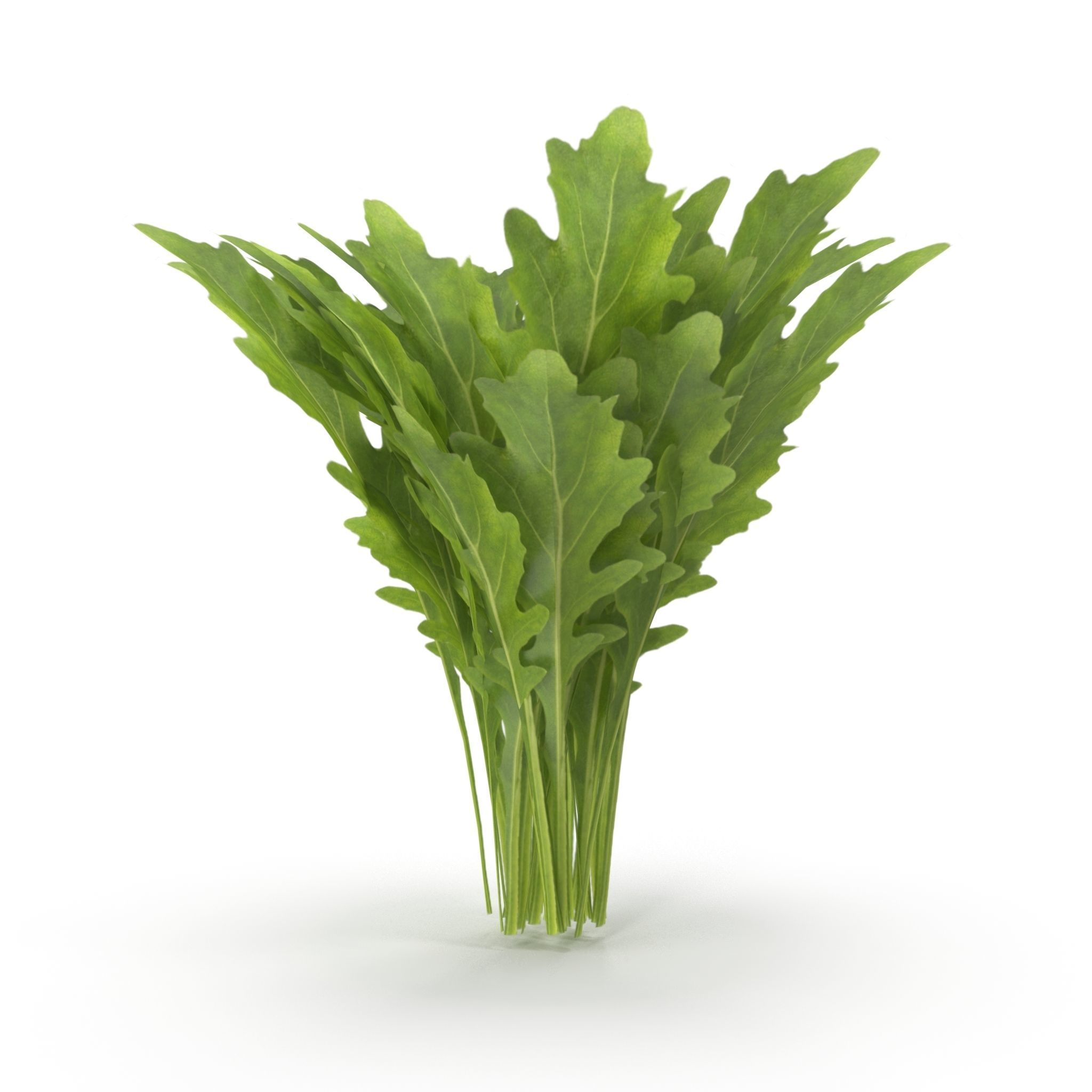 Arugula Bunch 3D model_7